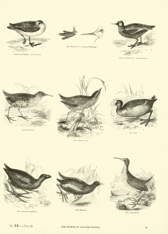 Sida från The Pictorial Museum of Animated Nature av English School