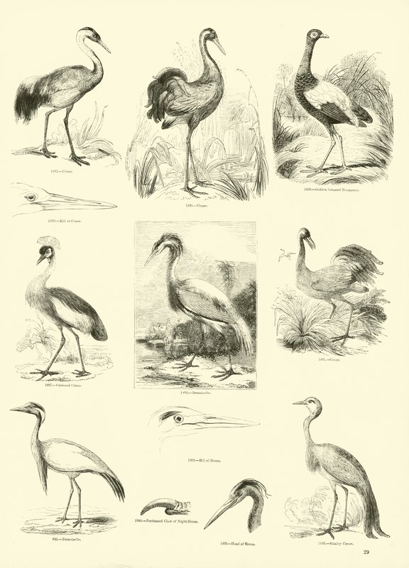 Sida från The Pictorial Museum of Animated Nature av English School