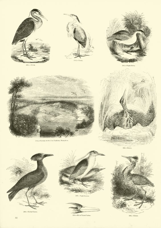 Sida från The Pictorial Museum of Animated Nature av English School