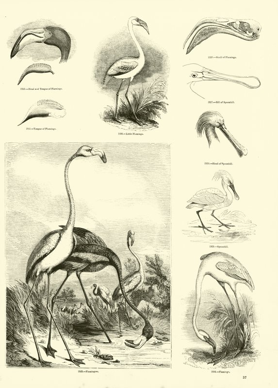 Sida från The Pictorial Museum of Animated Nature av English School