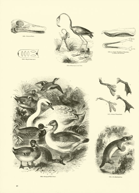 Sida från The Pictorial Museum of Animated Nature av English School
