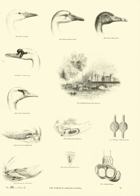 Sida från The Pictorial Museum of Animated Nature av English School