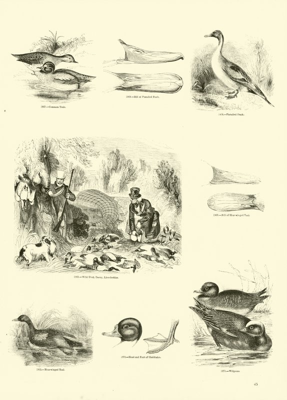 Sida från The Pictorial Museum of Animated Nature av English School