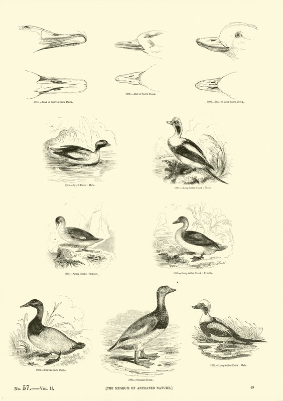 Sida från The Pictorial Museum of Animated Nature av English School