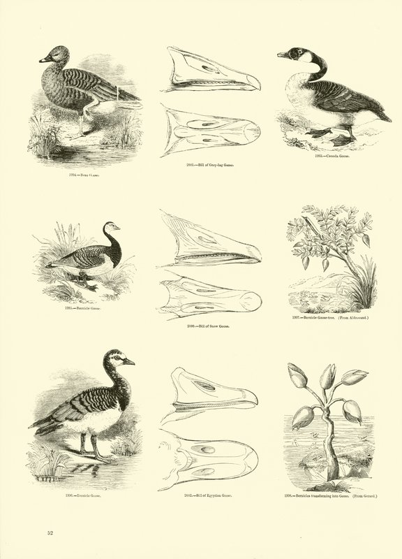 Sida från The Pictorial Museum of Animated Nature av English School
