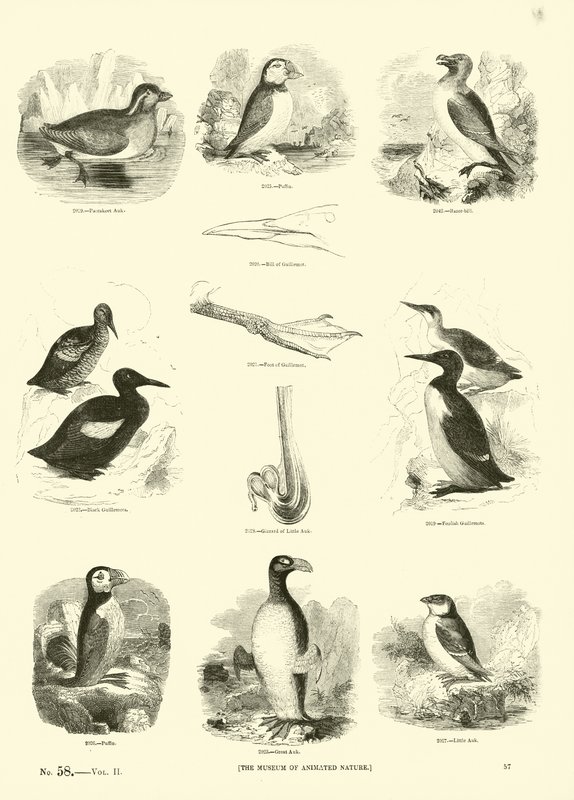 Sida från The Pictorial Museum of Animated Nature av English School