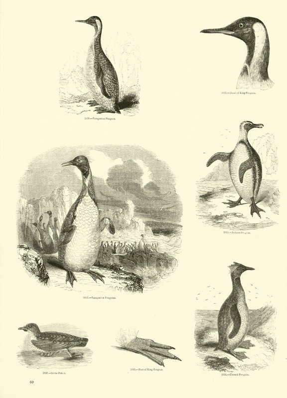 Sida från The Pictorial Museum of Animated Nature av English School