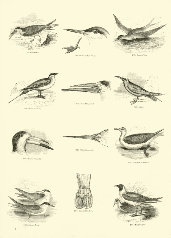 Sida från The Pictorial Museum of Animated Nature av English School
