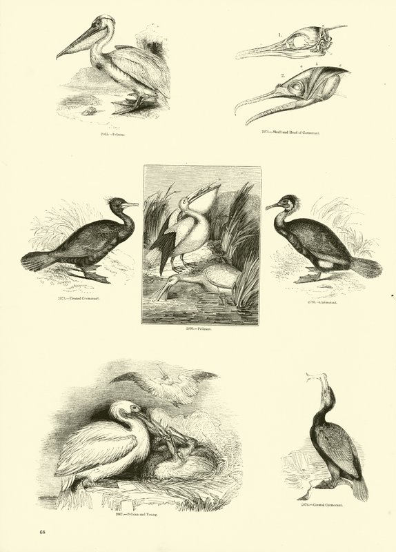 Sida från The Pictorial Museum of Animated Nature av English School