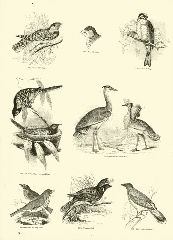 Sida från The Pictorial Museum of Animated Nature av English School