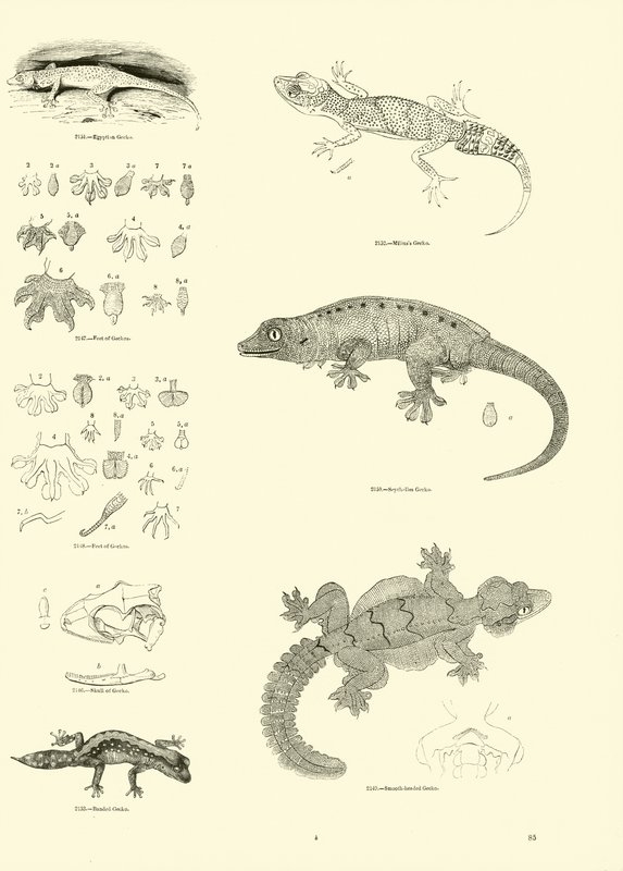 Sida från The Pictorial Museum of Animated Nature av English School