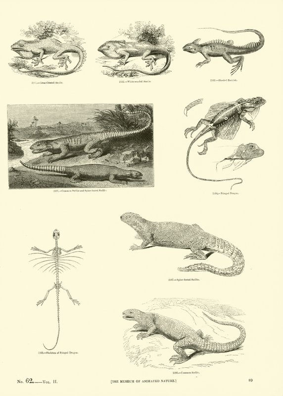 Sida från The Pictorial Museum of Animated Nature av English School