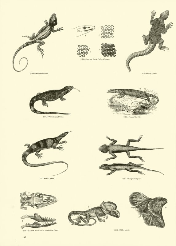 Sida från The Pictorial Museum of Animated Nature av English School