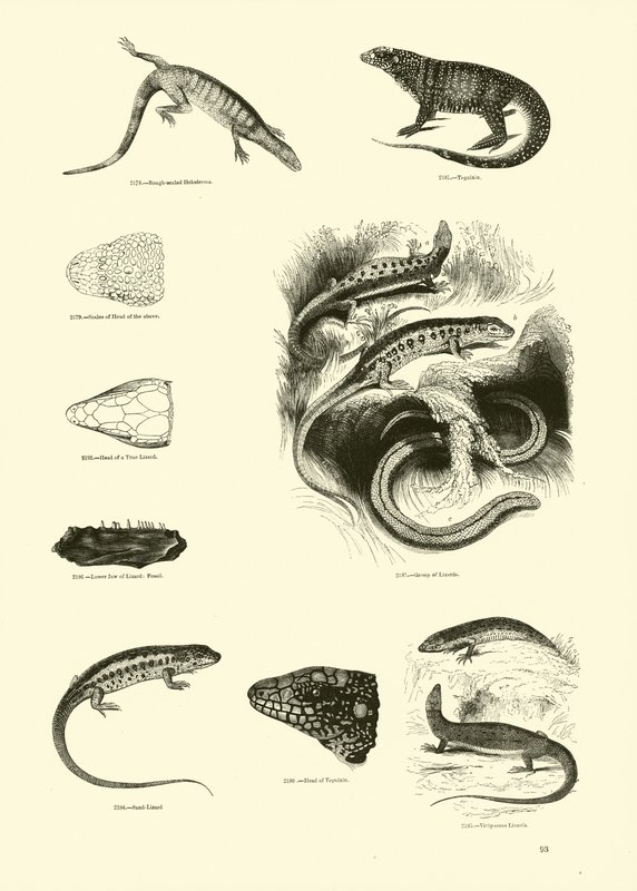Sida från The Pictorial Museum of Animated Nature av English School