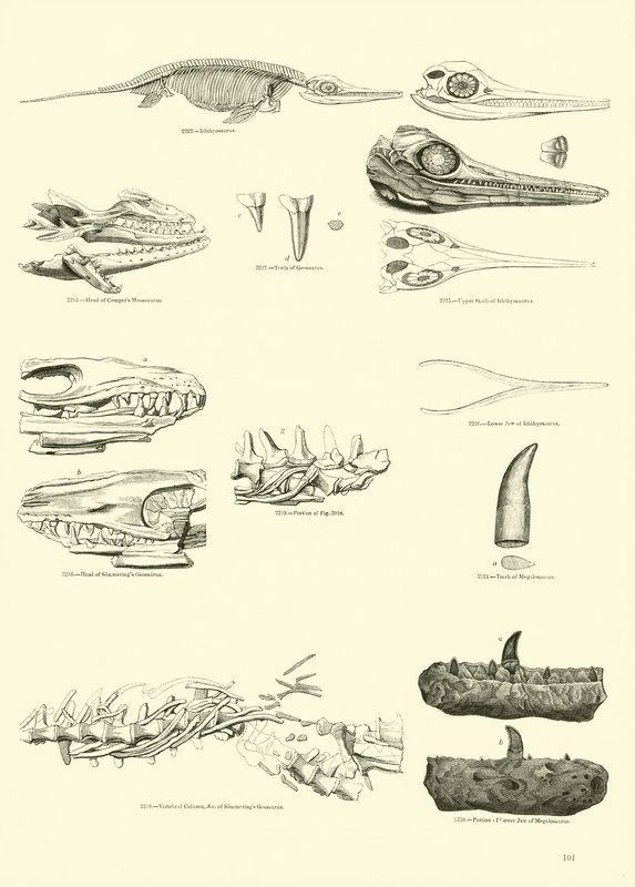 Sida från The Pictorial Museum of Animated Nature av English School