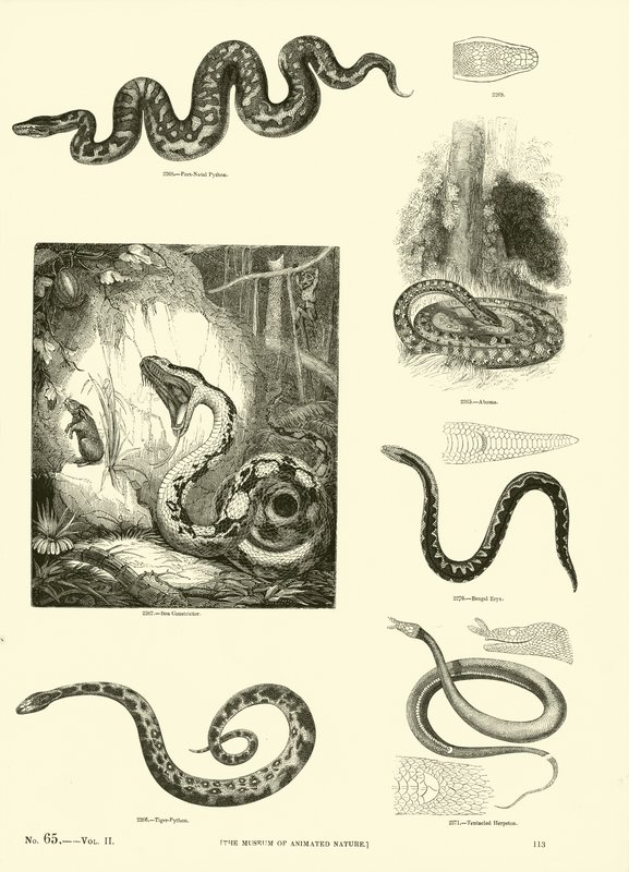 Sida från The Pictorial Museum of Animated Nature av English School