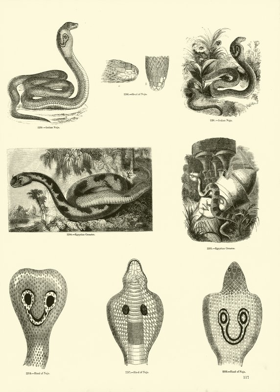Sida från The Pictorial Museum of Animated Nature av English School