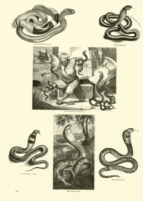 Sida från The Pictorial Museum of Animated Nature av English School