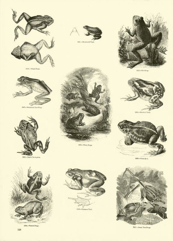 Sida från The Pictorial Museum of Animated Nature av English School