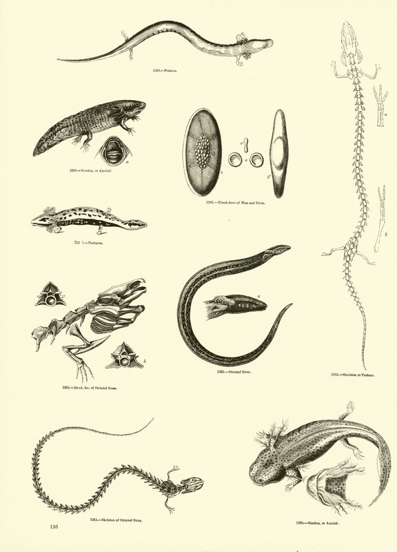 Sida från The Pictorial Museum of Animated Nature av English School