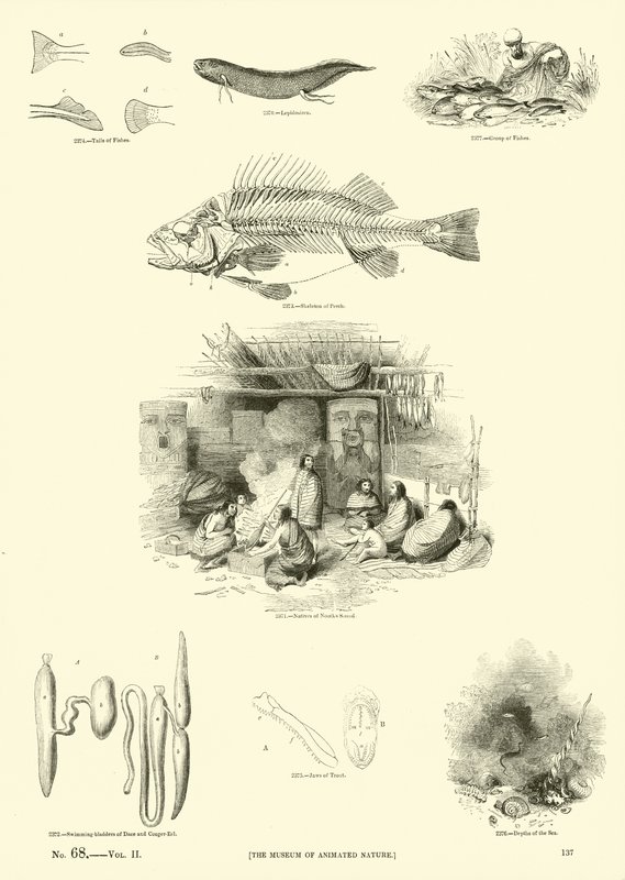 Sida från The Pictorial Museum of Animated Nature av English School