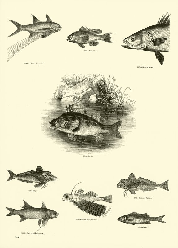 Sida från The Pictorial Museum of Animated Nature av English School
