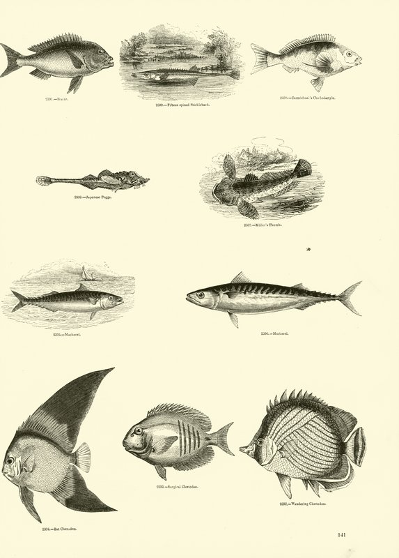Sida från The Pictorial Museum of Animated Nature av English School