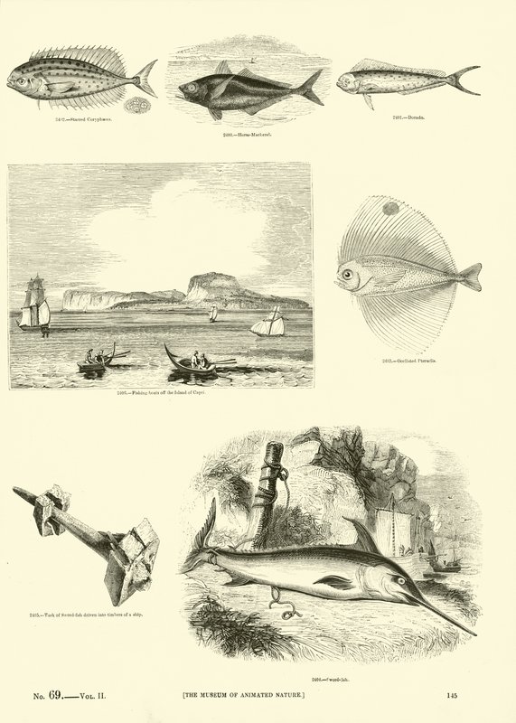 Sida från The Pictorial Museum of Animated Nature av English School