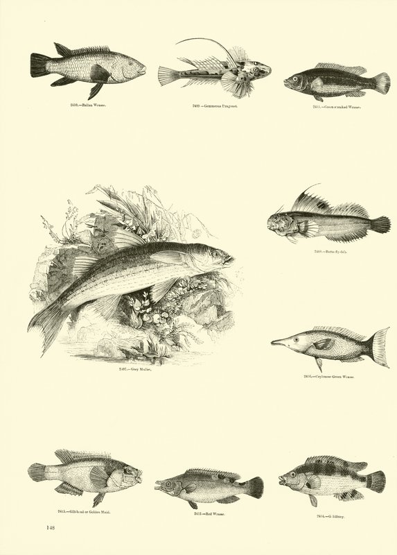 Sida från The Pictorial Museum of Animated Nature av English School