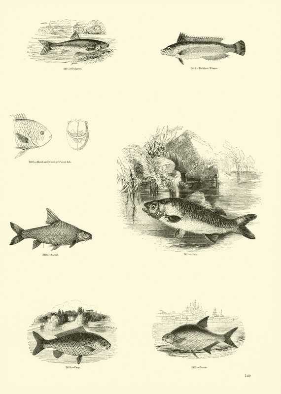 Sida från The Pictorial Museum of Animated Nature av English School
