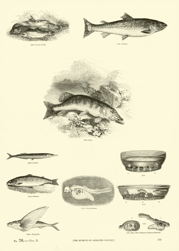 Sida från The Pictorial Museum of Animated Nature av English School