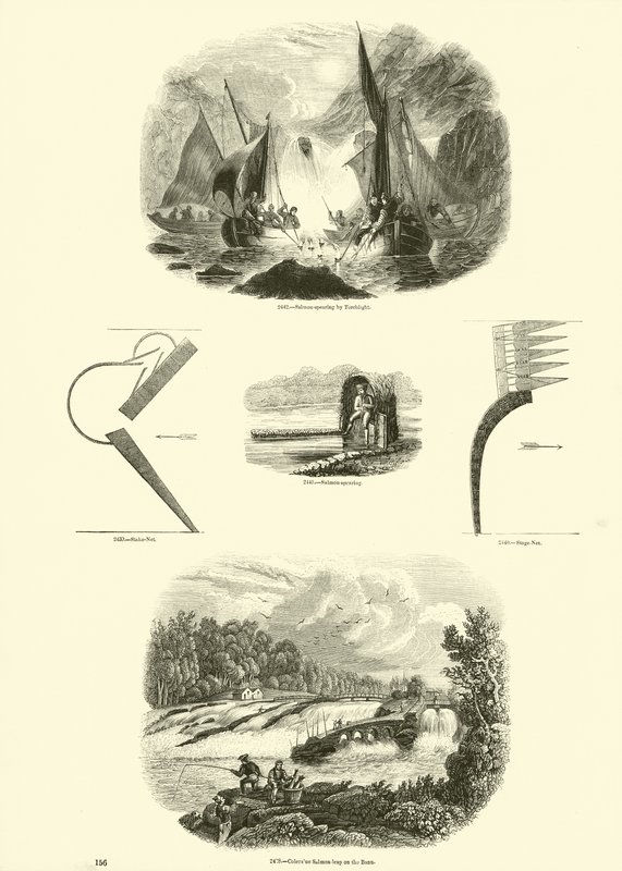 Sida från The Pictorial Museum of Animated Nature av English School