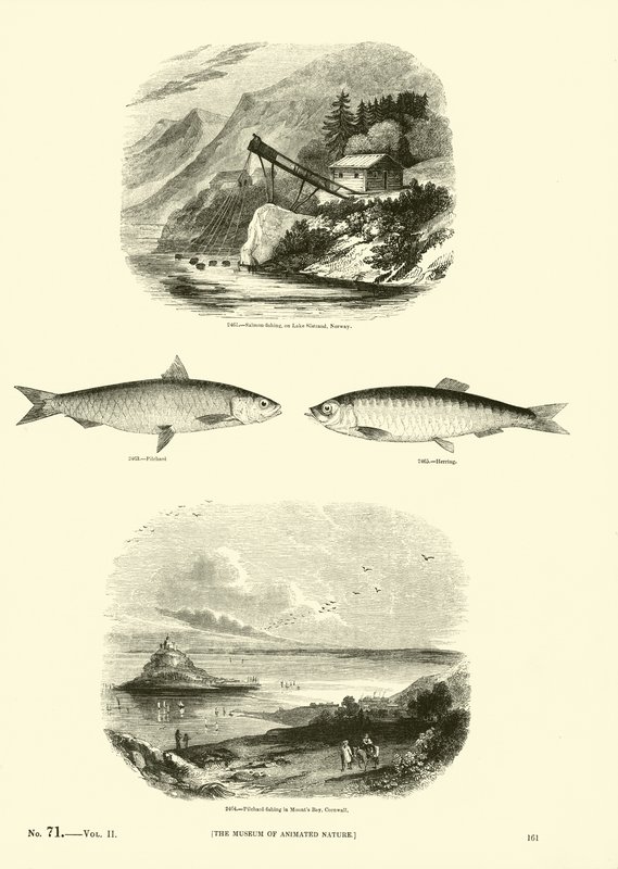 Sida från The Pictorial Museum of Animated Nature av English School