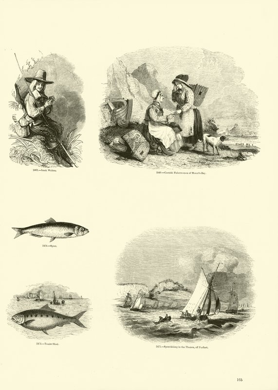 Sida från The Pictorial Museum of Animated Nature av English School