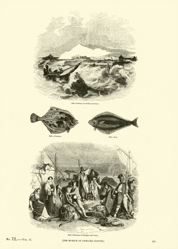 Sida från The Pictorial Museum of Animated Nature av English School