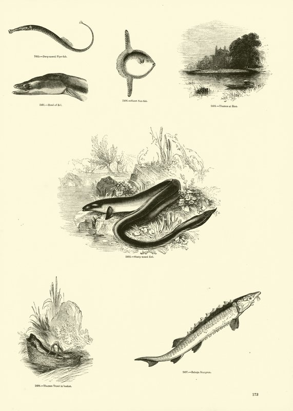 Sida från The Pictorial Museum of Animated Nature av English School