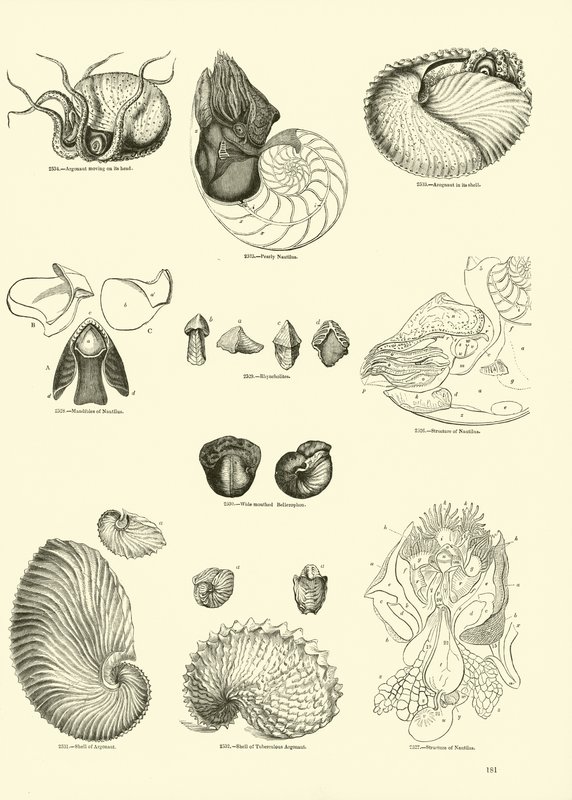 Sida från The Pictorial Museum of Animated Nature av English School