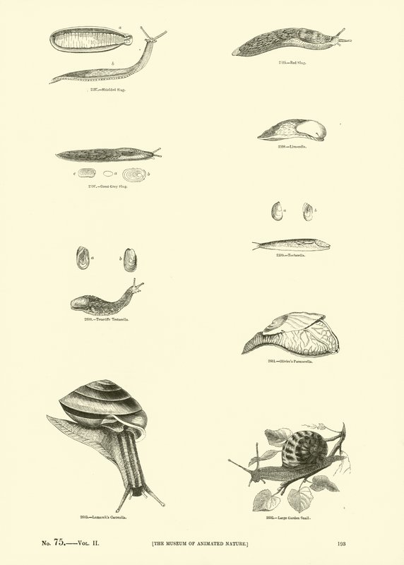 Sida från The Pictorial Museum of Animated Nature av English School
