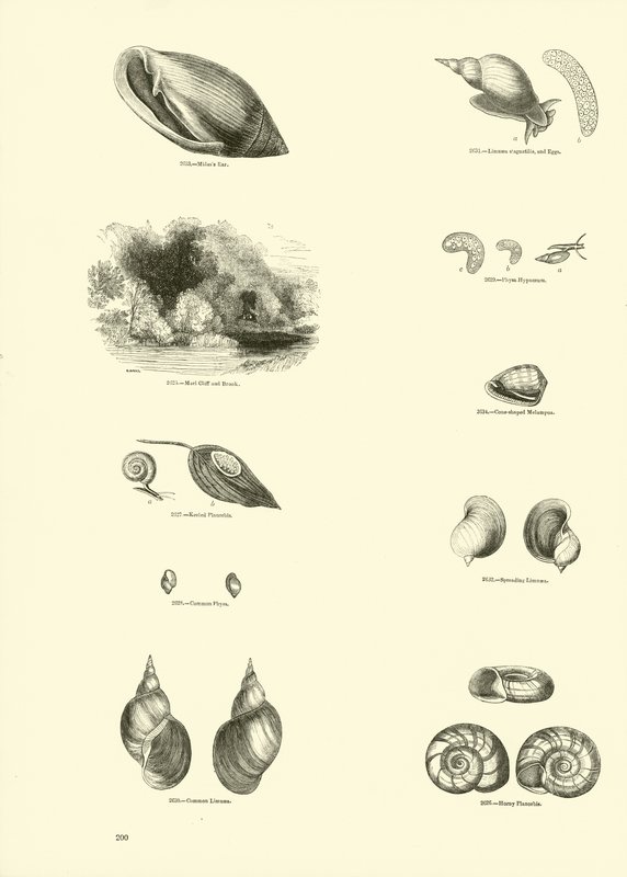 Sida från The Pictorial Museum of Animated Nature av English School