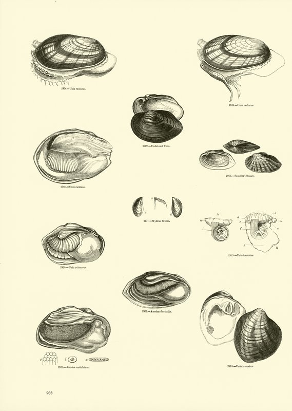 Sida från The Pictorial Museum of Animated Nature av English School
