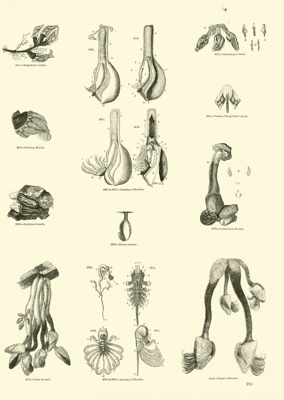 Sida från The Pictorial Museum of Animated Nature av English School