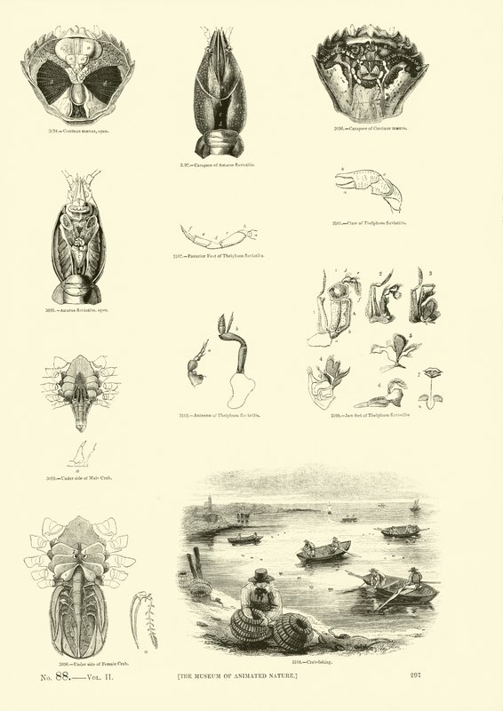 Sida från The Pictorial Museum of Animated Nature av English School