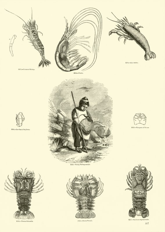 Sida från The Pictorial Museum of Animated Nature av English School