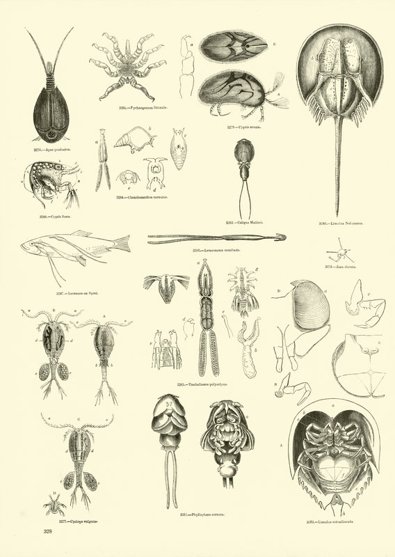 Sida från The Pictorial Museum of Animated Nature av English School