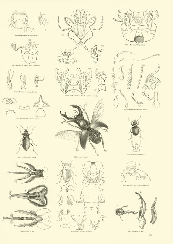 Sida från The Pictorial Museum of Animated Nature av English School
