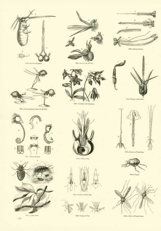 Sida från The Pictorial Museum of Animated Nature av English School