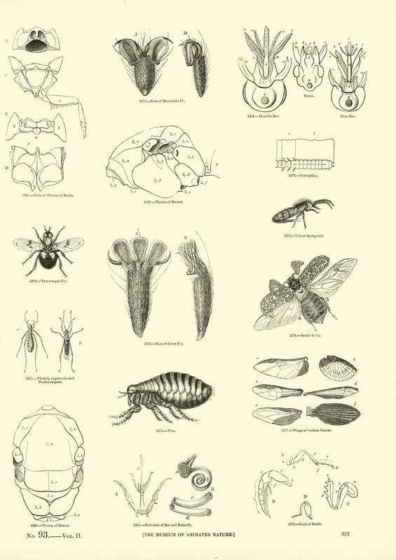 Sida från The Pictorial Museum of Animated Nature av English School