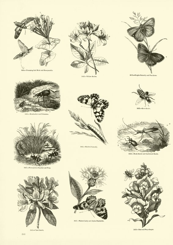 Sida från The Pictorial Museum of Animated Nature av English School