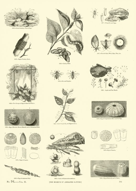Sida från The Pictorial Museum of Animated Nature av English School