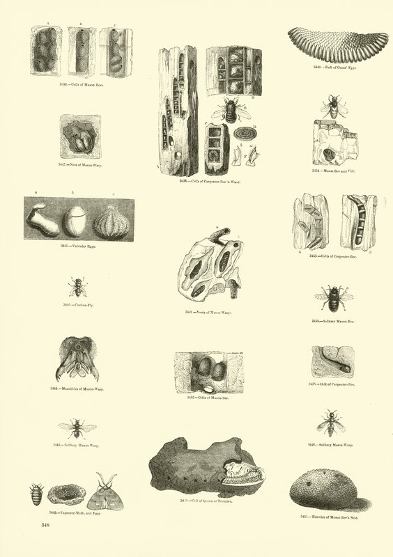 Sida från The Pictorial Museum of Animated Nature av English School